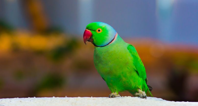 5 забавных фактов об индийских кольцевидных попугаях