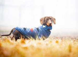 Como medir corretamente as roupas do seu cão