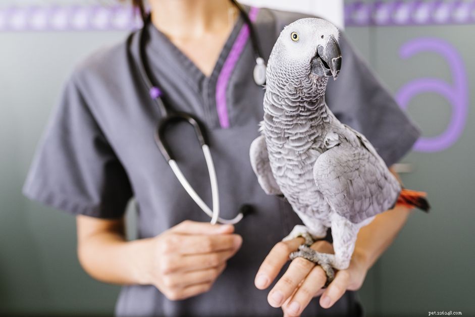 Problemi di salute degli uccelli che dovresti conoscere