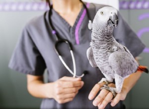Zdravotní problémy ptáků, o kterých byste měli vědět
