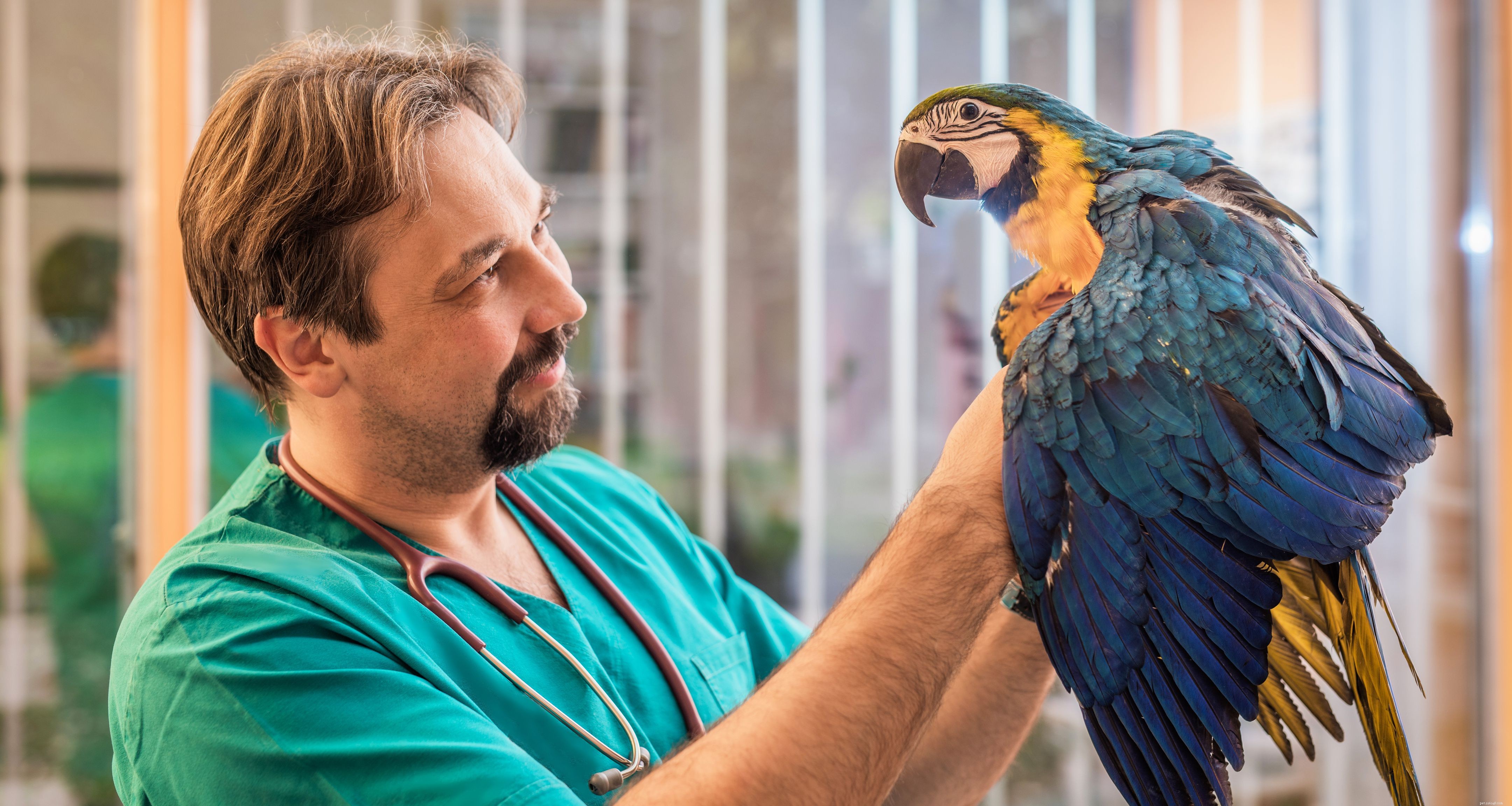 Проблемы со здоровьем птиц, о которых следует знать