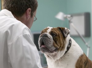 Psi a brachycefalický syndrom