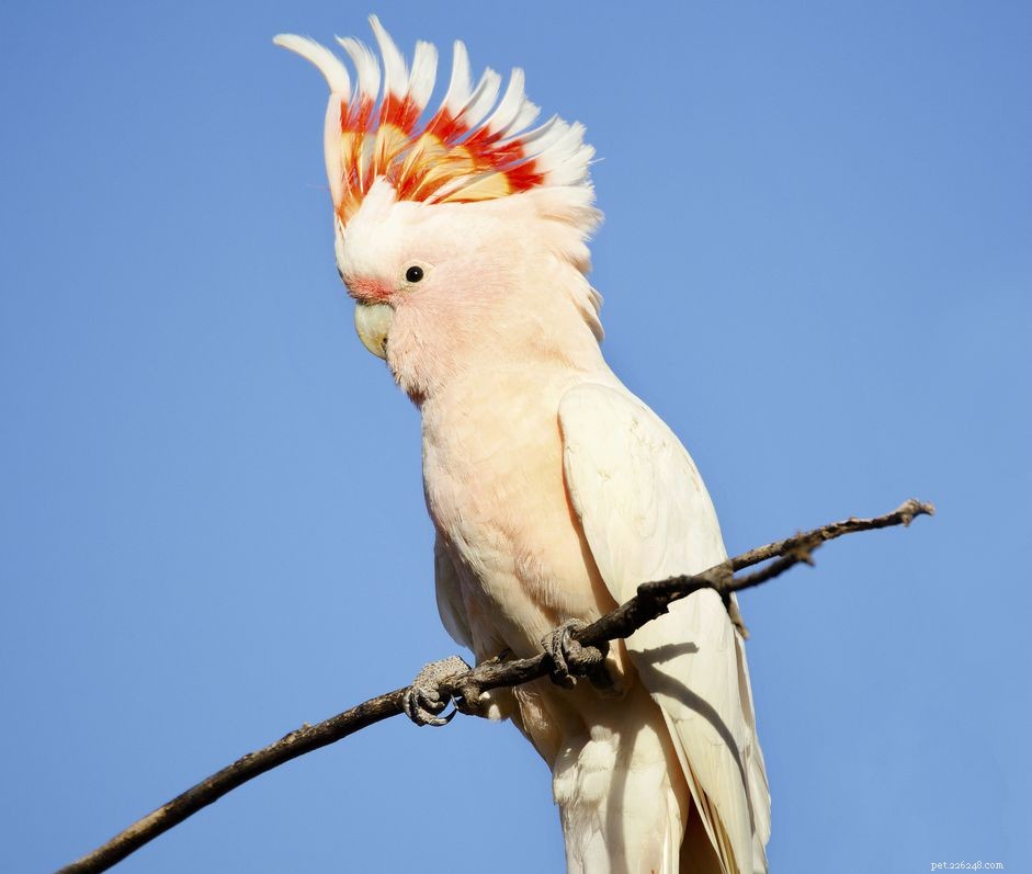 Kakadu major Mitchells (Leadbeaters):Profil ptačích druhů