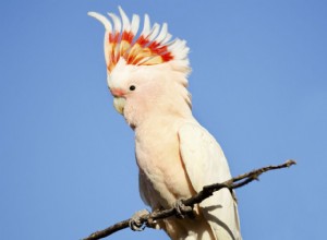Major Mitchells（Leadbeaters）Cockatoo：Bird Species Profile