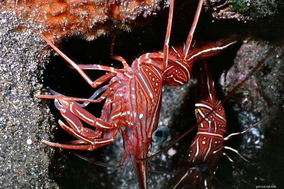 Kreveta velbloudí (Hinge Beak Shrimp):Profil druhu