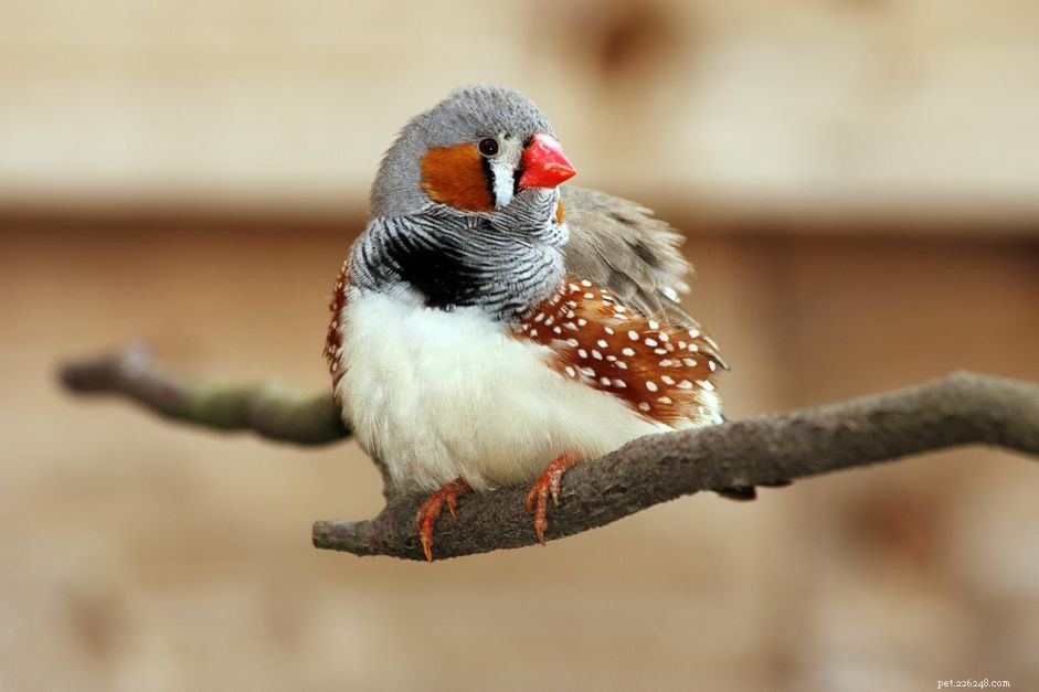 Zebřička obecná:Profil druhů ptáků
