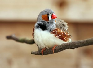 Zebra Finch（Chestnut-Eared Finch）：Bird Species Profile