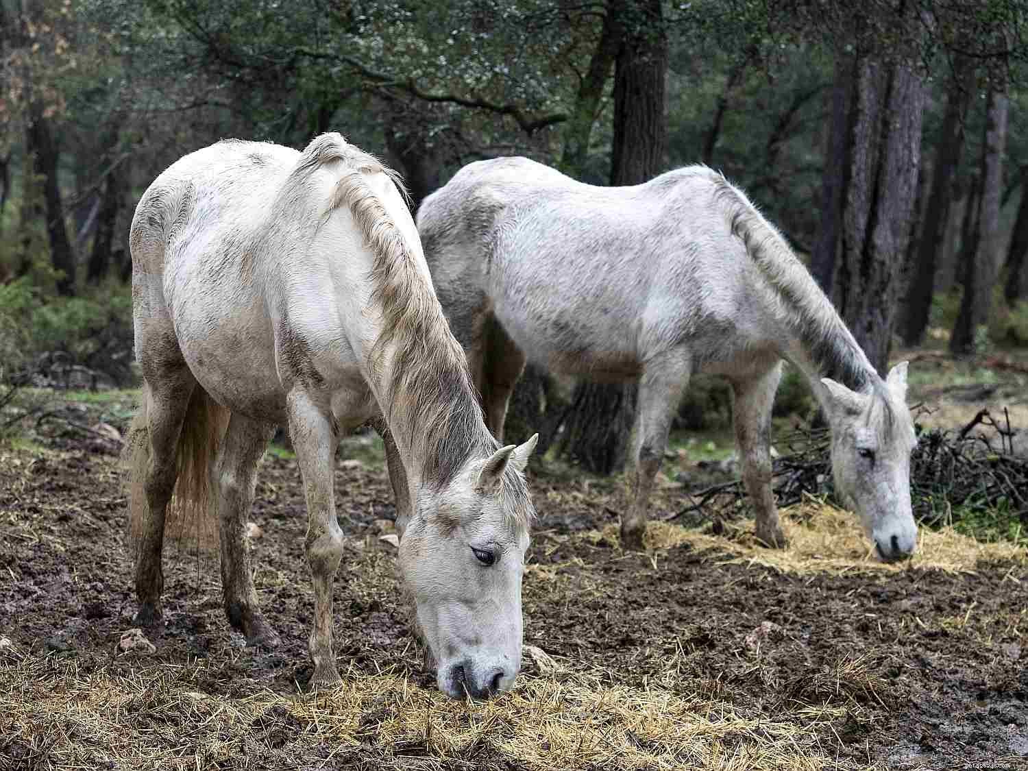 Факты о возрасте и продолжительности жизни лошади
