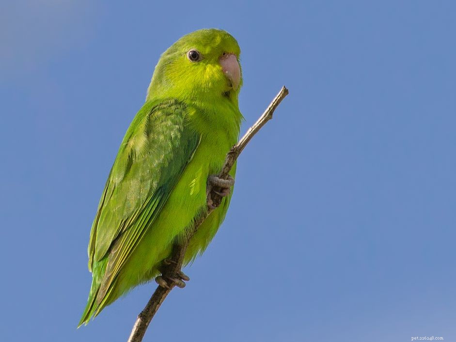 Тихоокеанский попугай:профиль видов птиц 