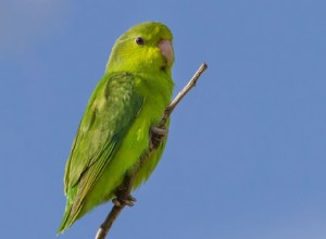 Тихоокеанский попугай:профиль видов птиц 