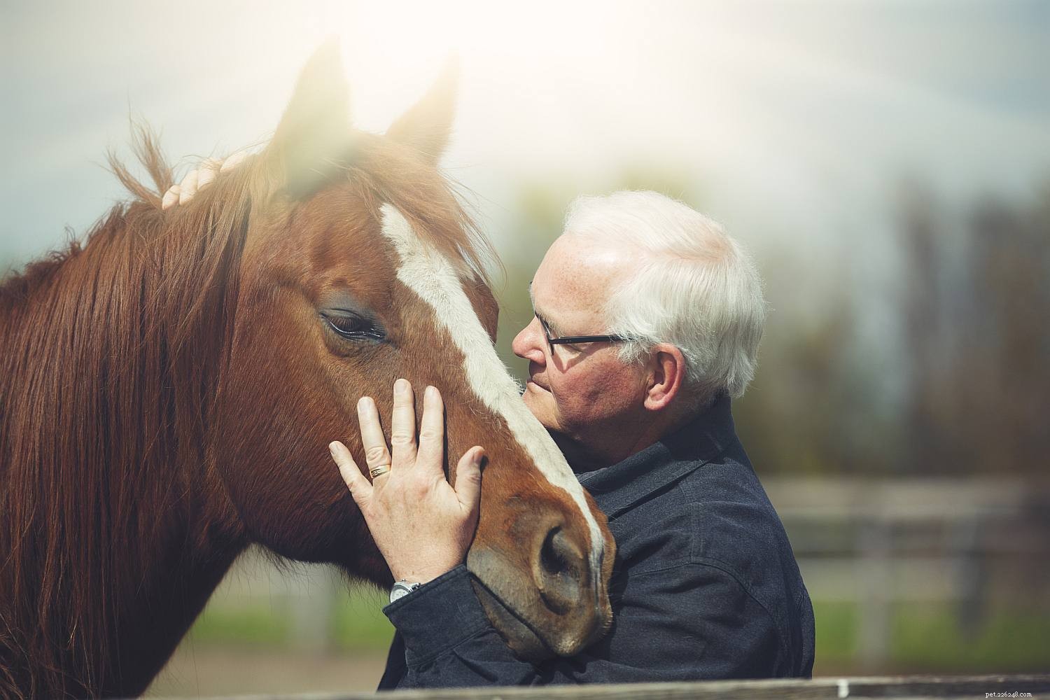 馬の年齢と寿命の事実 