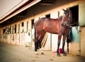 Amarrando seu cavalo ou pônei com segurança