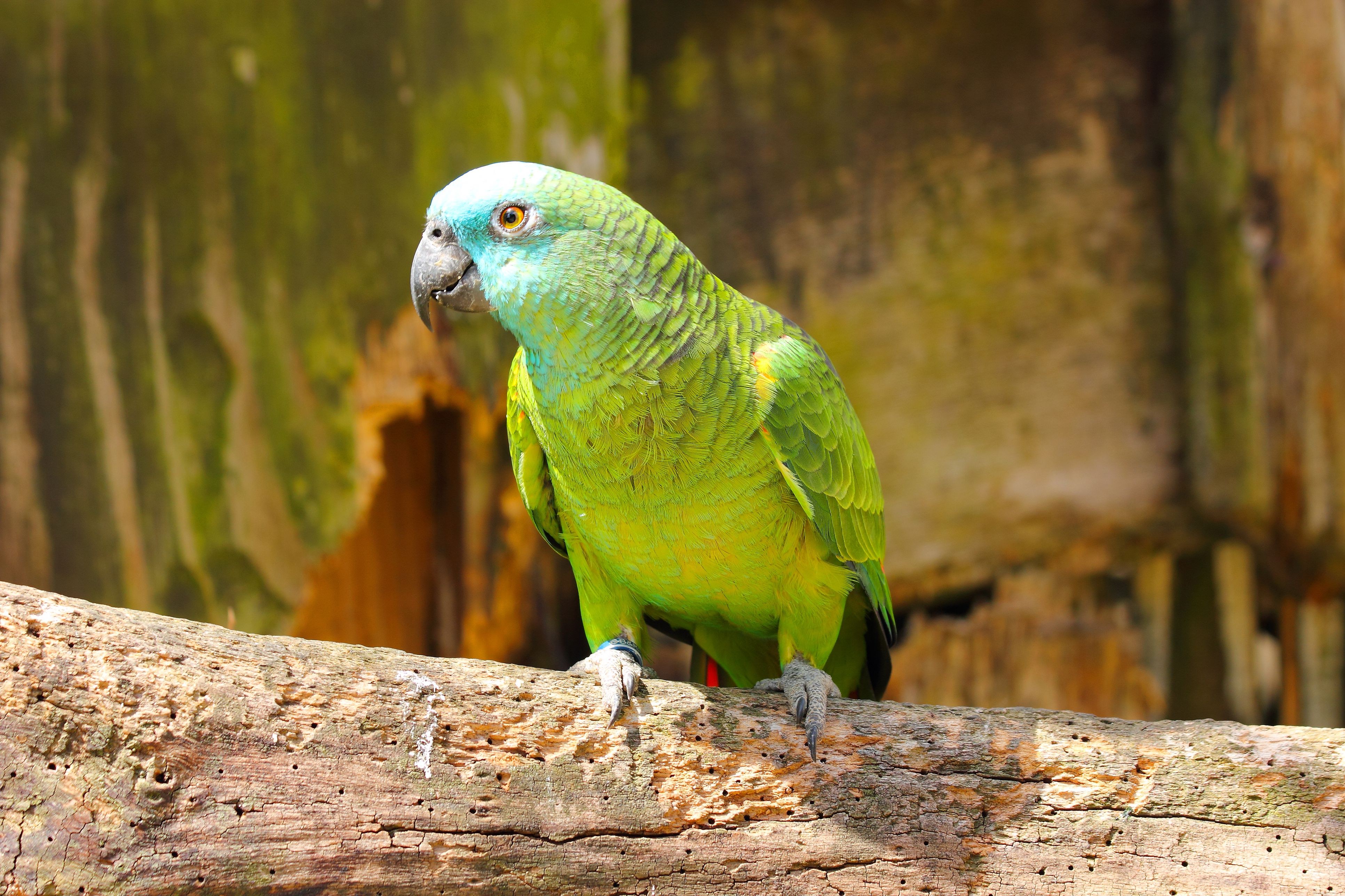10 meilleures espèces de perroquets amazoniens comme animaux de compagnie