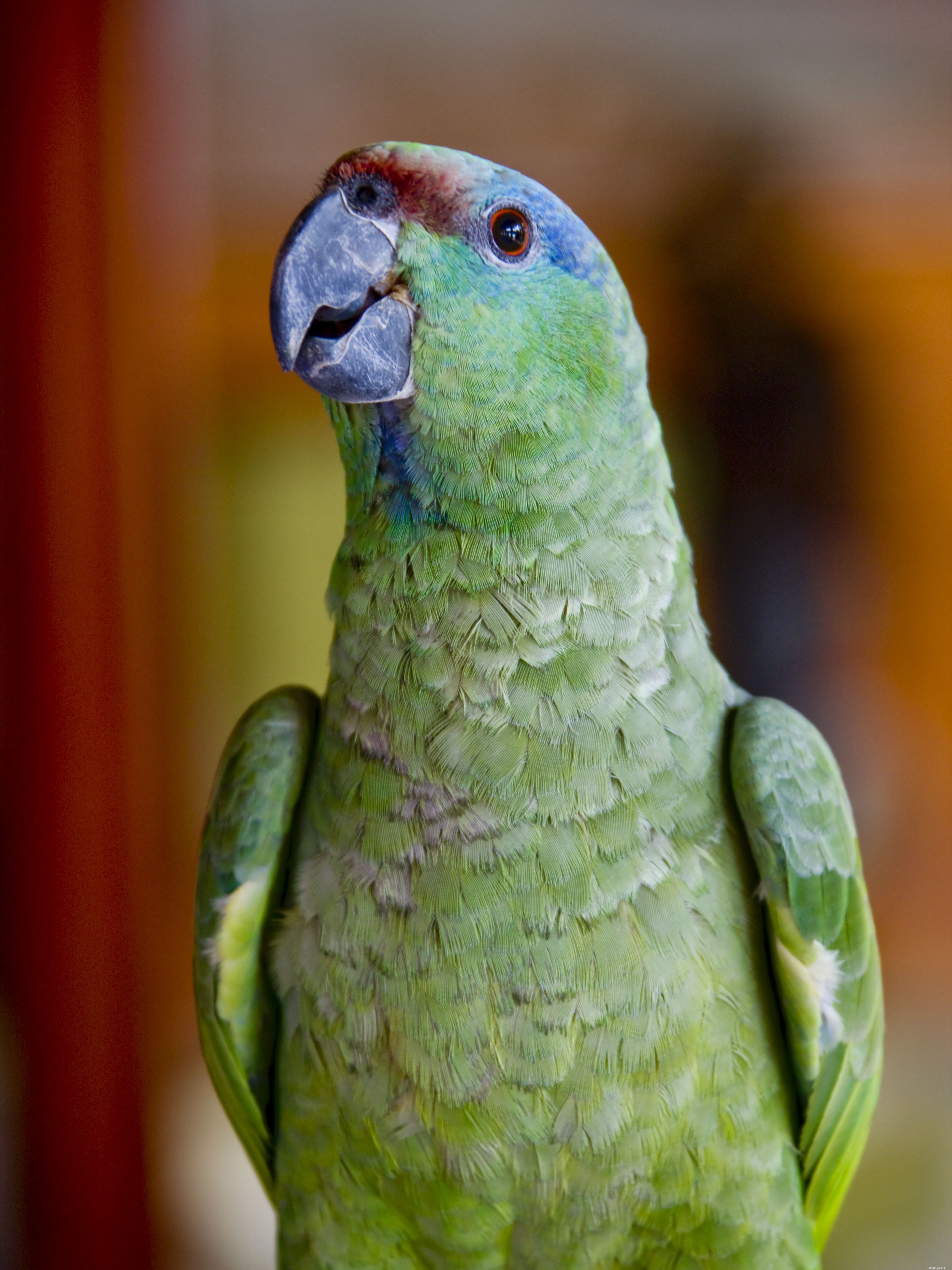 10 лучших видов амазонских попугаев в качестве домашних животных