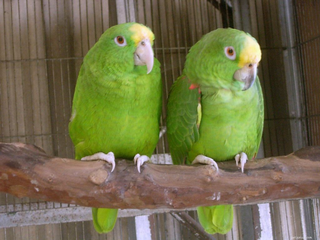 10 populäraste Amazonas papegojor som husdjur