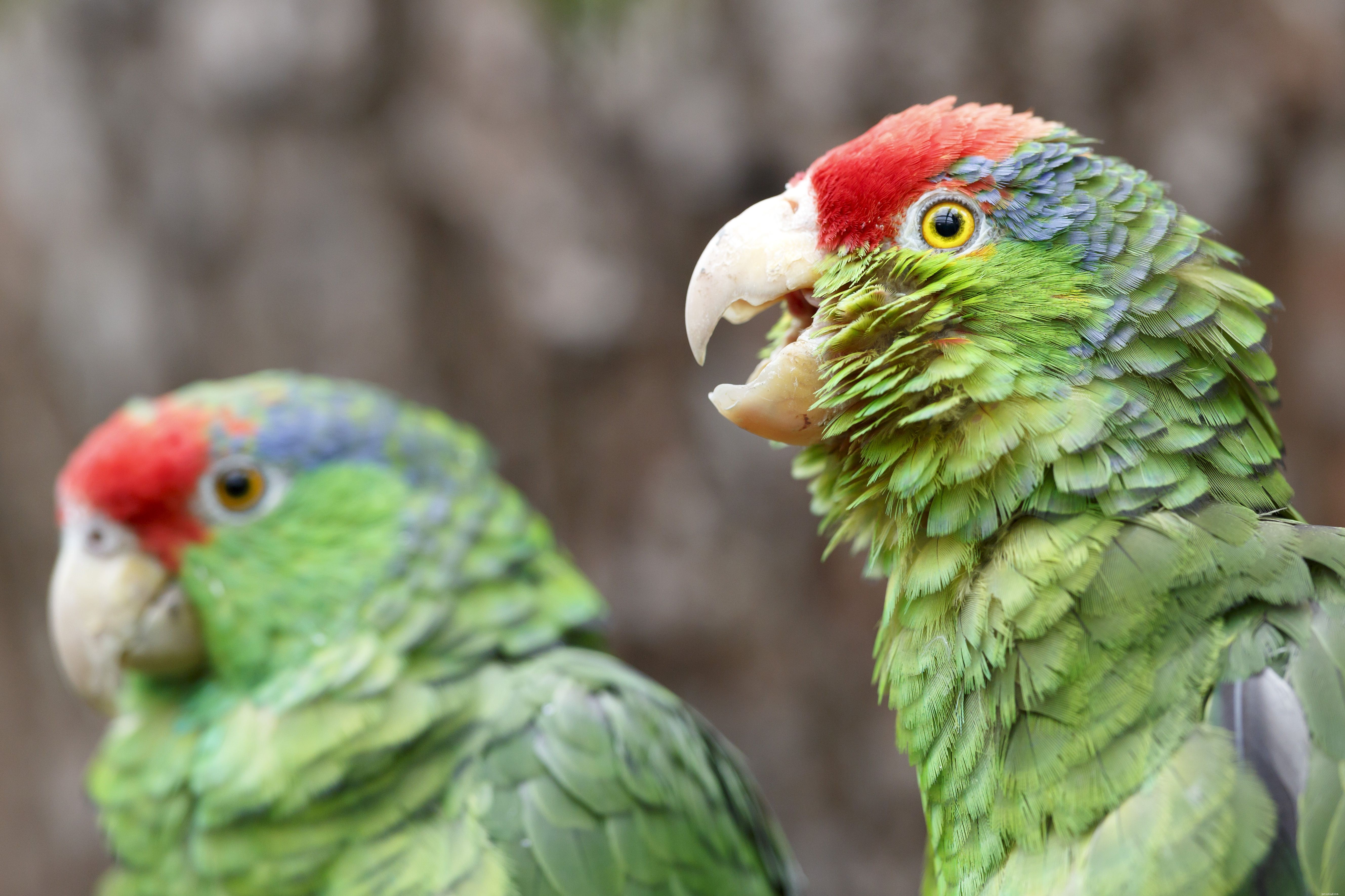 10 principais espécies de papagaios da Amazônia como animais de estimação