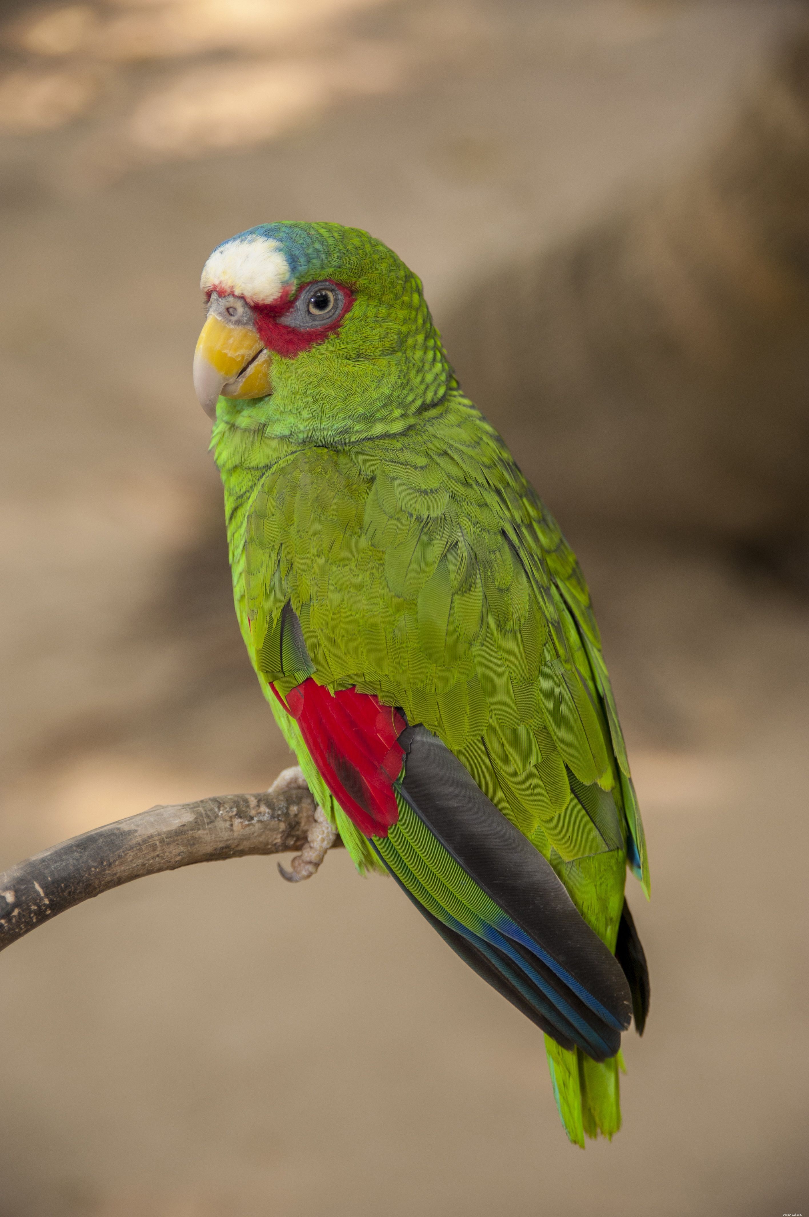 10 populäraste Amazonas papegojor som husdjur