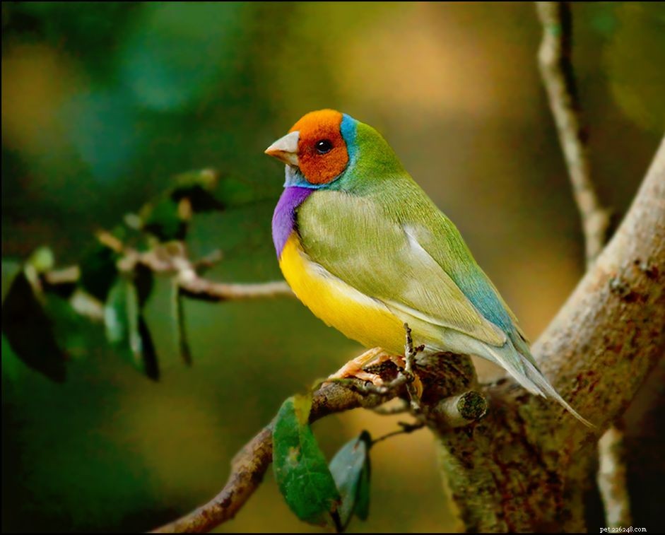 Gouldian Finch:perfil da espécie de pássaro