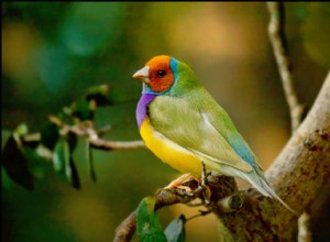 Gouldian Finch:Profil ptačích druhů