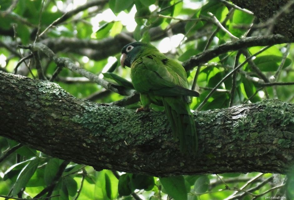 Modrý konure (Conure ostroocasý):Profil druhů ptáků