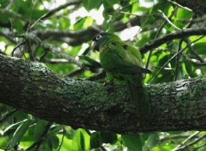 Modrý konure (Conure ostroocasý):Profil druhů ptáků