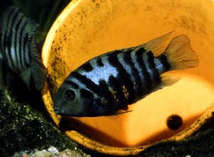 Peixe de água doce de aquário agressivo