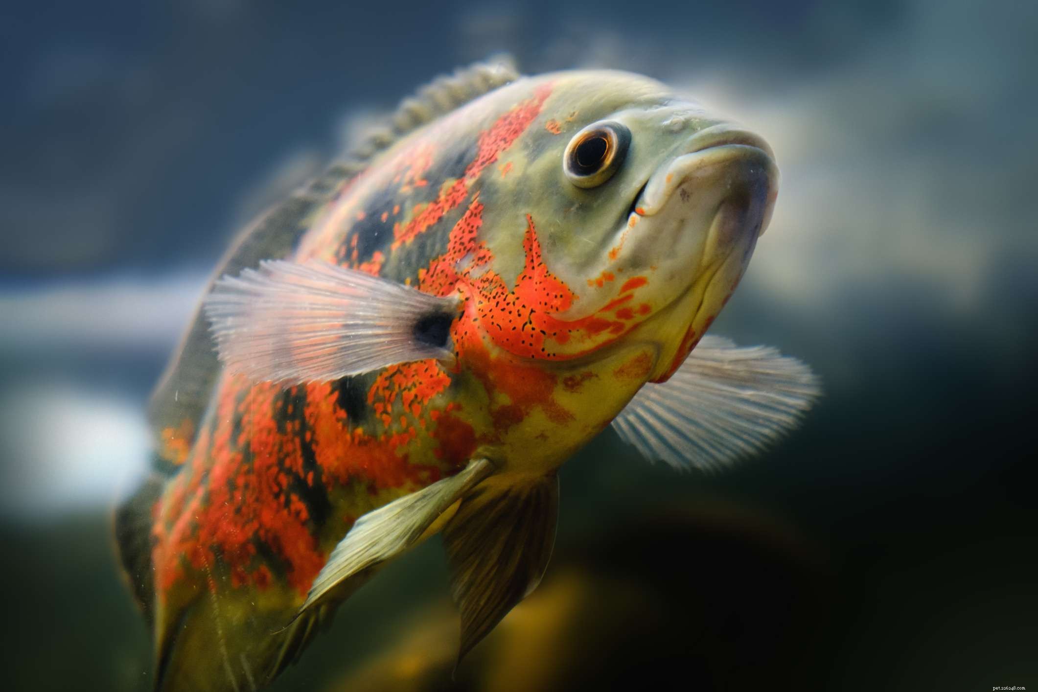 Aggressiv sötvattensfisk i akvariet