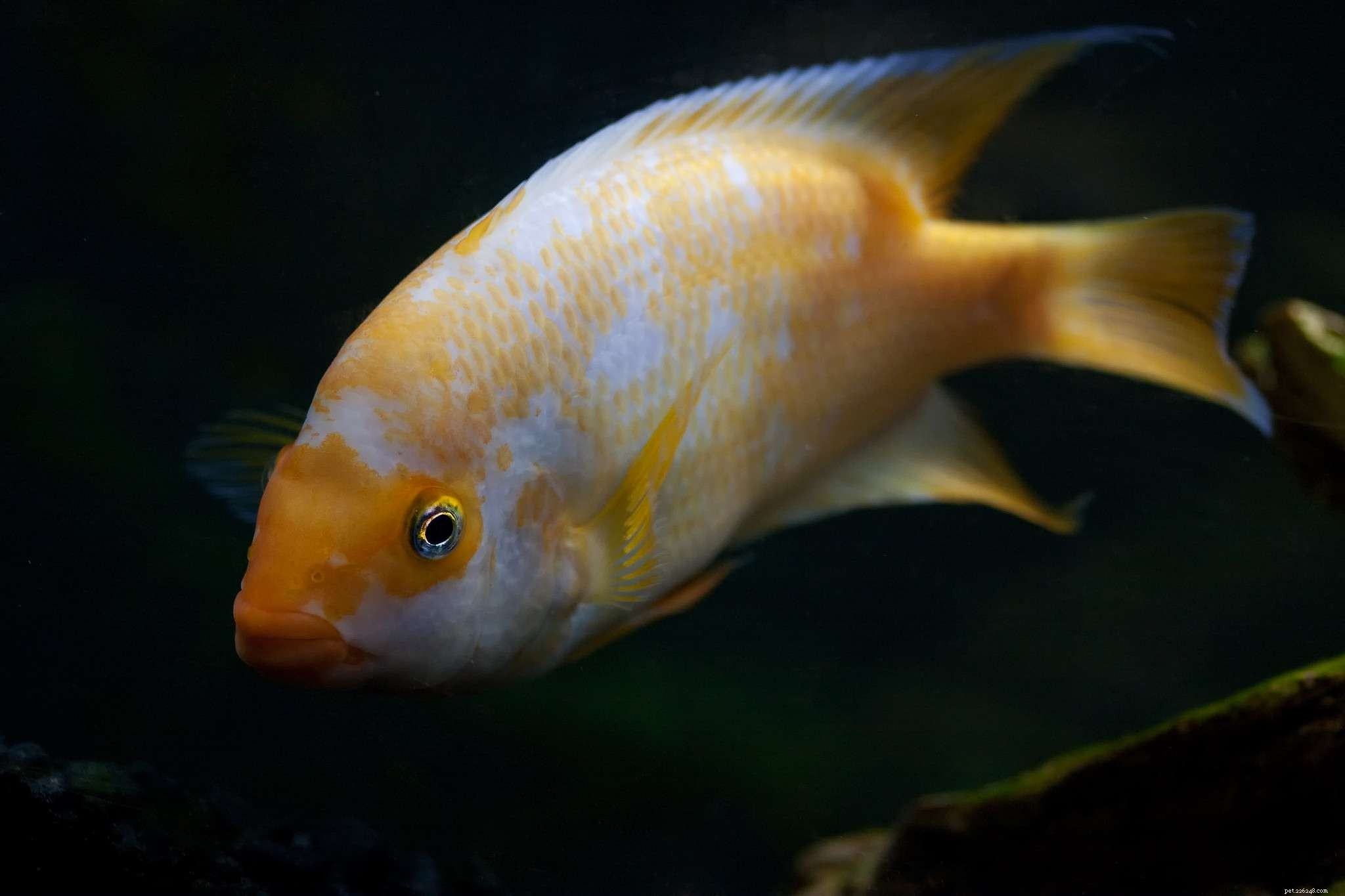 Aggressiv sötvattensfisk i akvariet