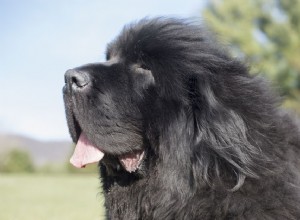 Polimiosite em cães