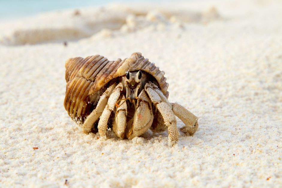 8 špičkových prosévačů písku bezpečných pro útesy