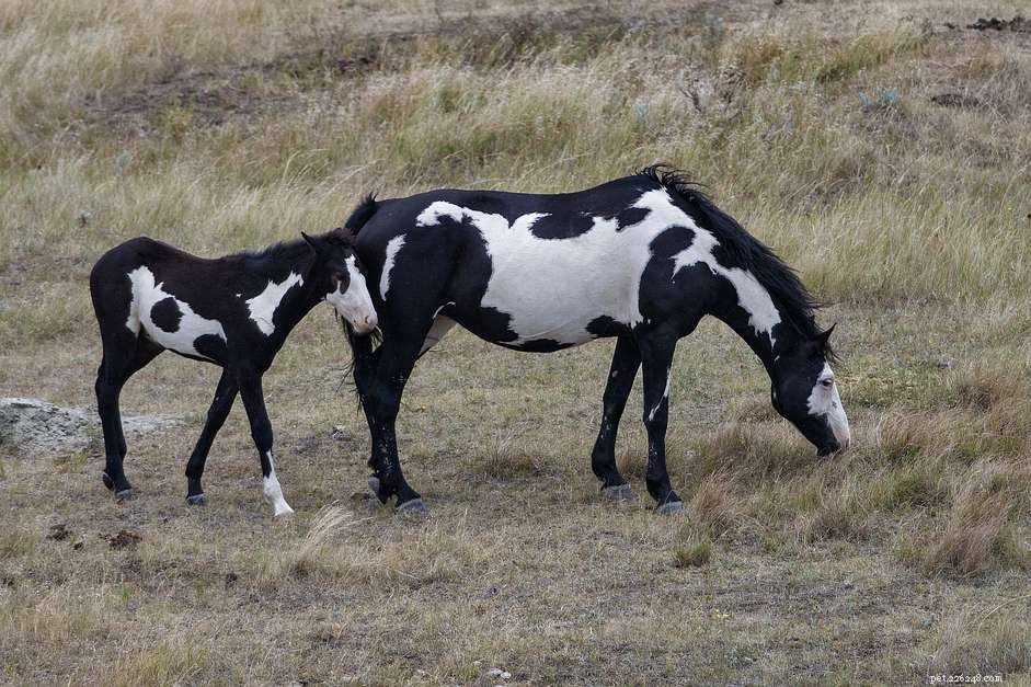 Paint Horse:Profil plemene