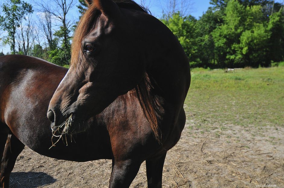 Morgan Horse：Breed Profile