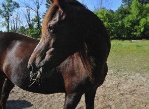 Morgan Horse：Breed Profile