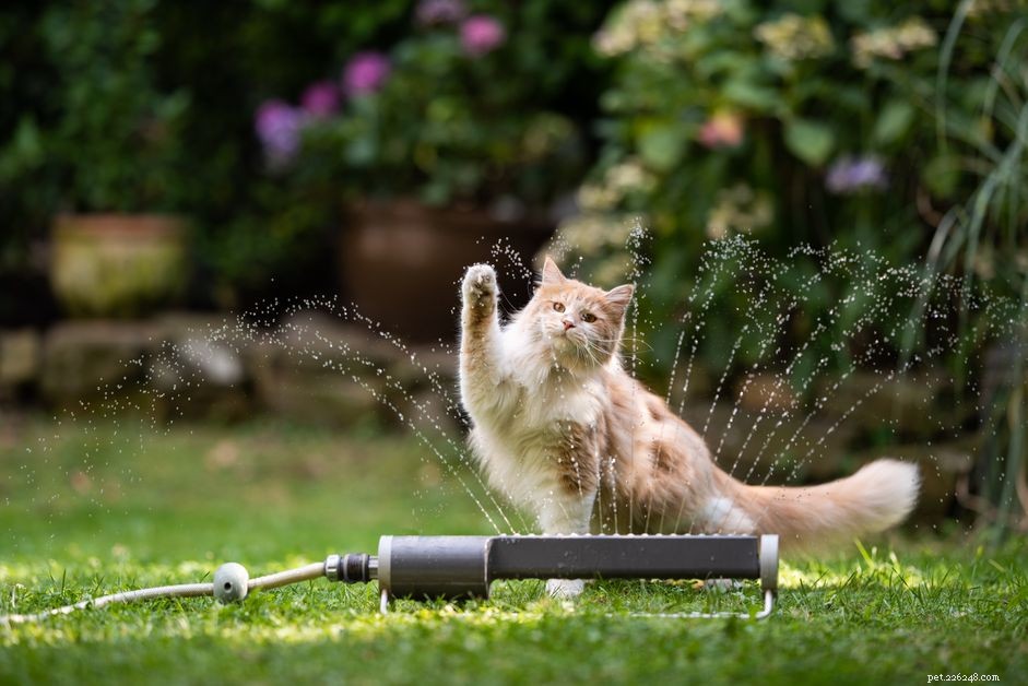 猫が水を嫌う理由 