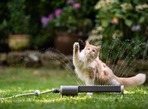 Причины, по которым кошки ненавидят воду