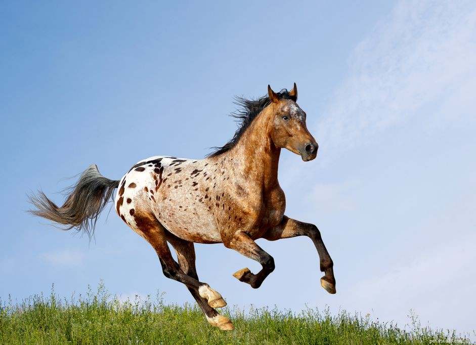 Appaloosa-paard:rasprofiel
