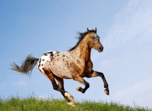Лошадь аппалуза:профиль породы