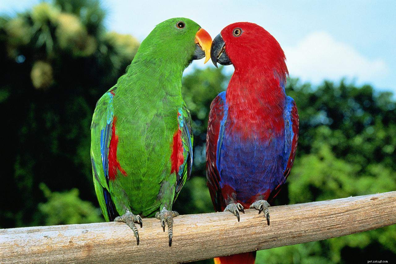 8 principais espécies de papagaios coloridos