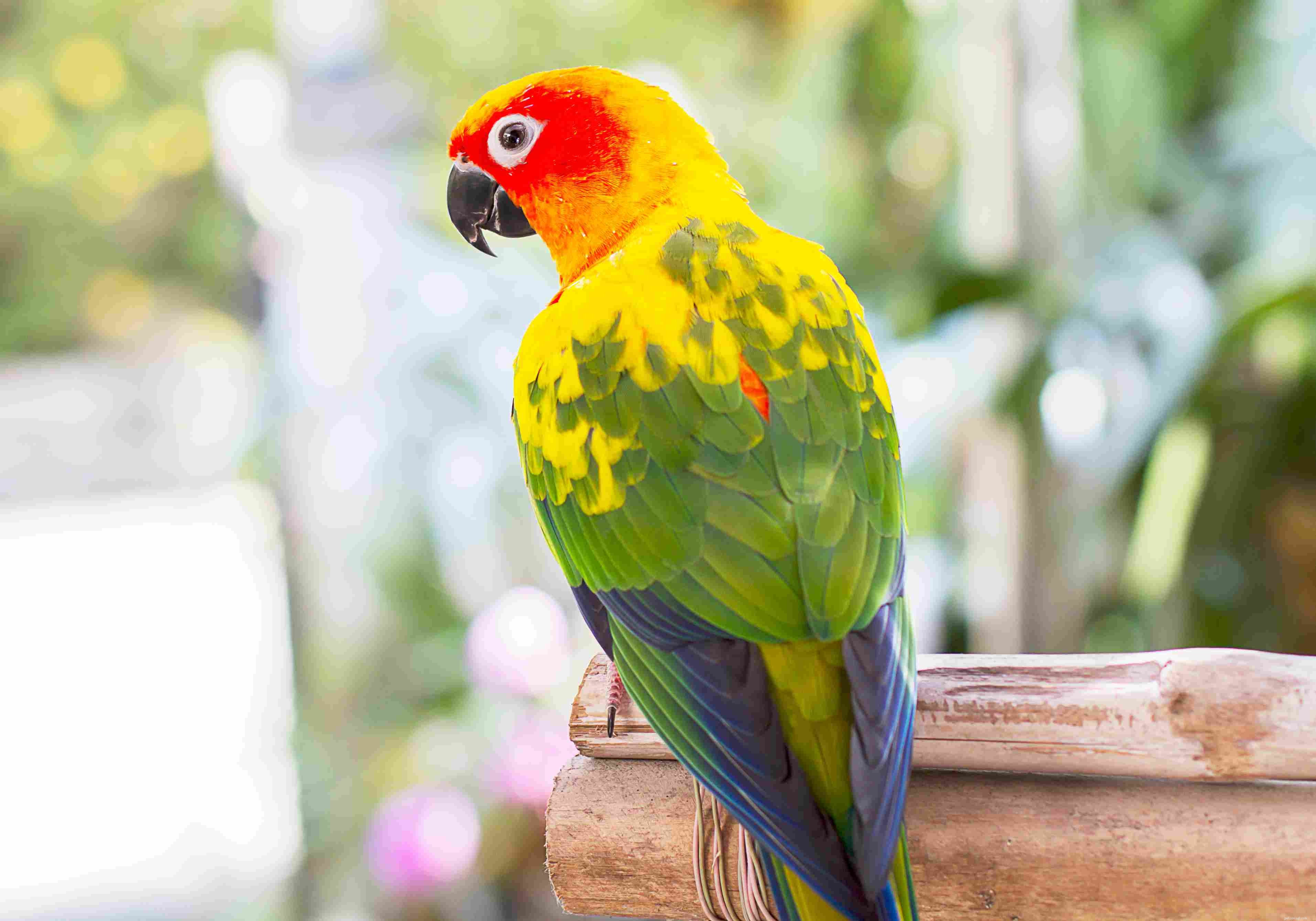 8 principais espécies de papagaios coloridos