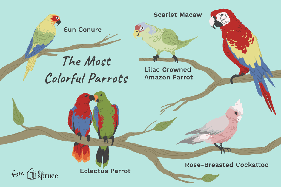 8 migliori specie di pappagalli colorati