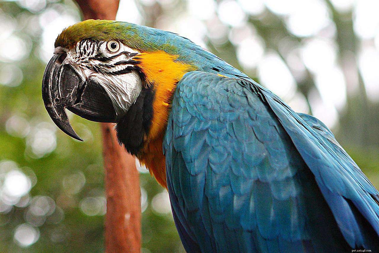 8 meest kleurrijke papegaaiensoorten
