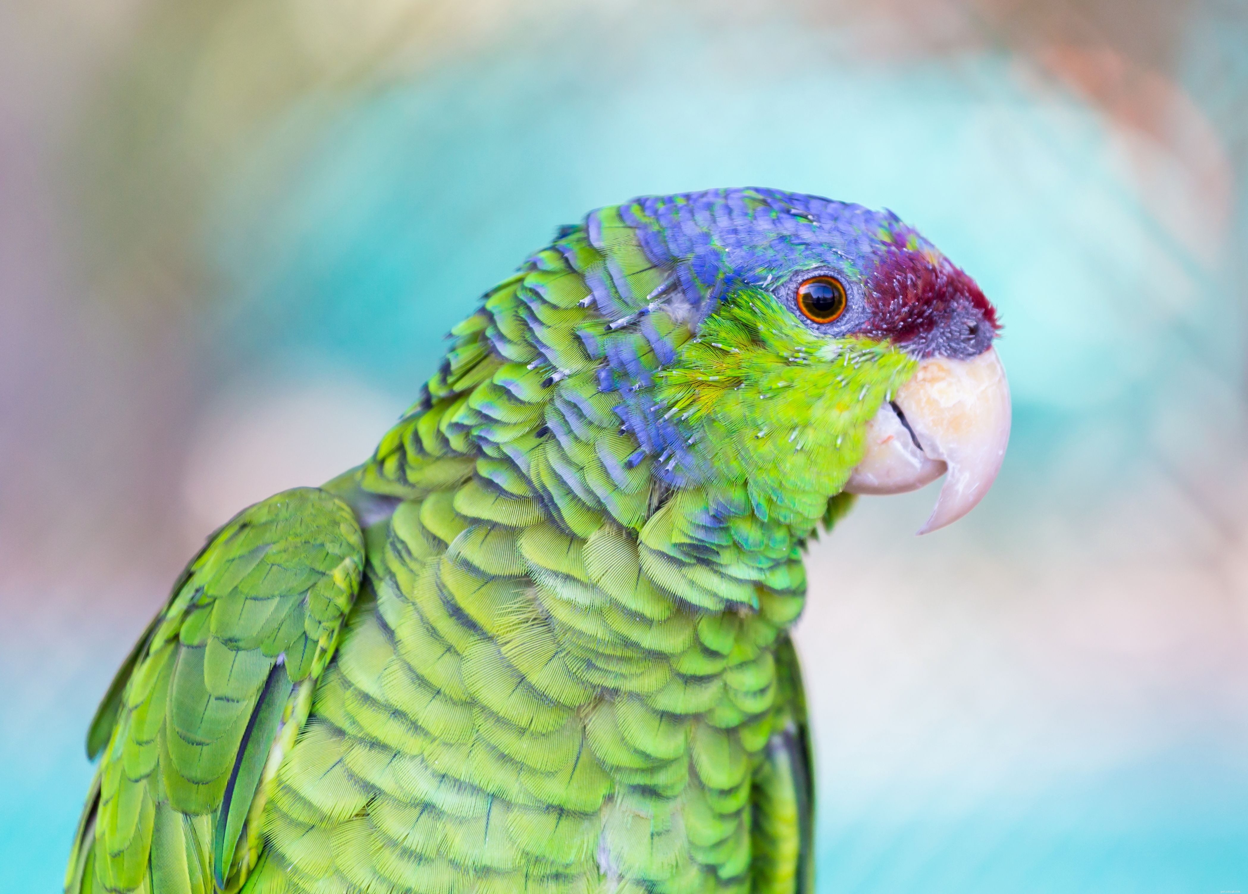 8가지 상위 다채로운 앵무새 종