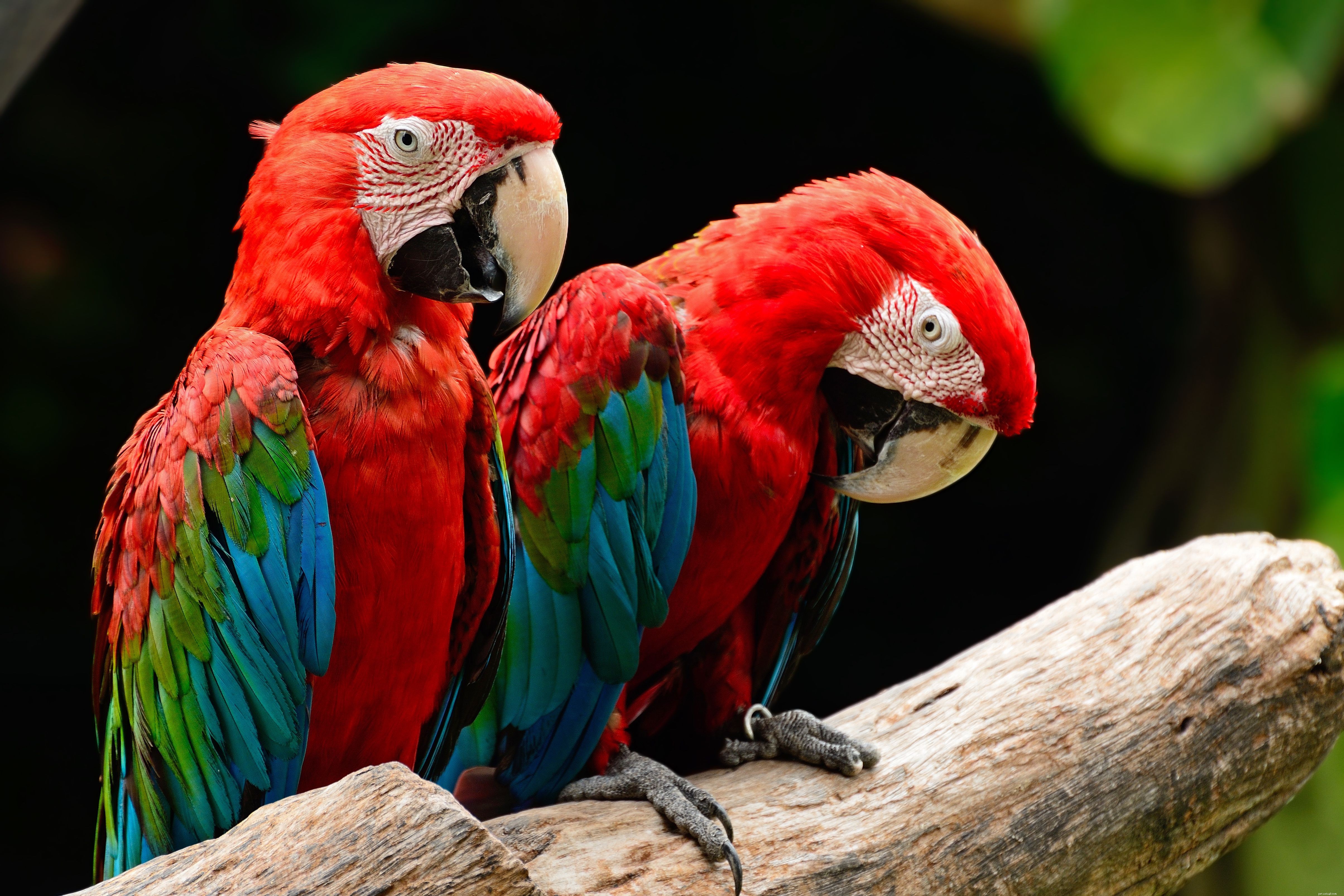 8 bästa färgglada papegojarter