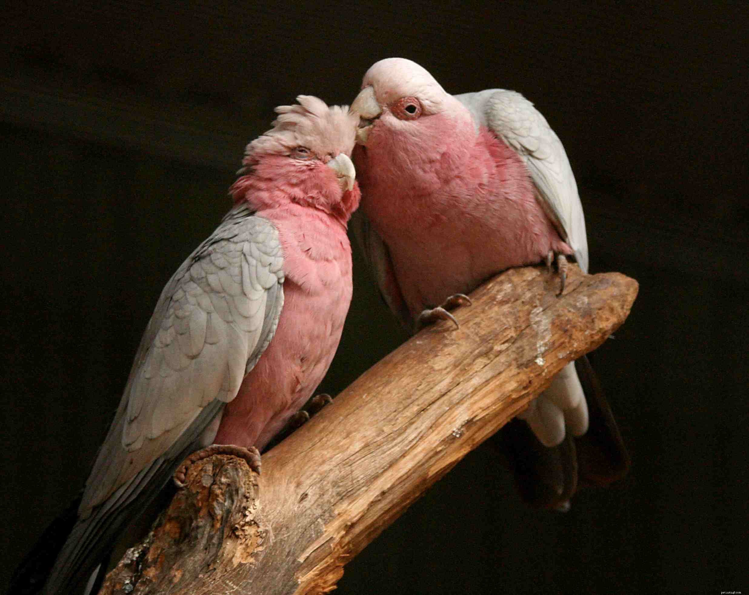 8 migliori specie di pappagalli colorati