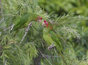 Mitred Conure (andulka střední):Profil druhů ptáků