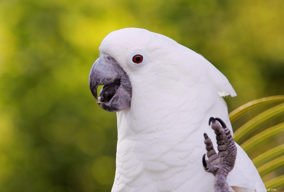 Paraplykakadua (vit kakadua):Fågelartsprofil
