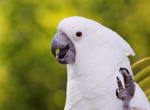 Зонтичный какаду (белый какаду):профиль видов птиц
