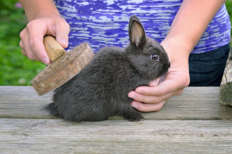 Toelettatura dei conigli