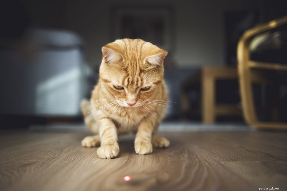 Perché i gatti inseguono i laser?