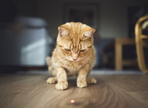 Proč kočky honí lasery?